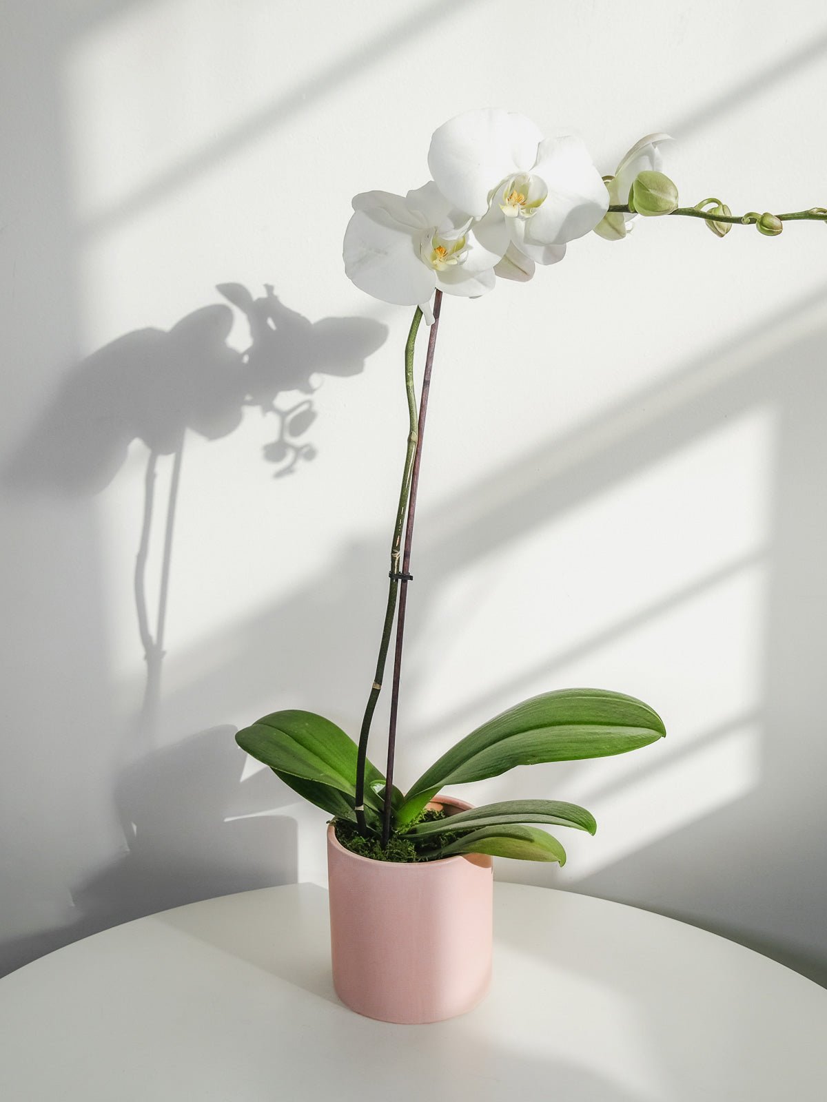 Orchid Plant